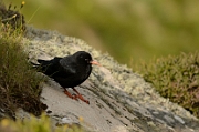 Chough